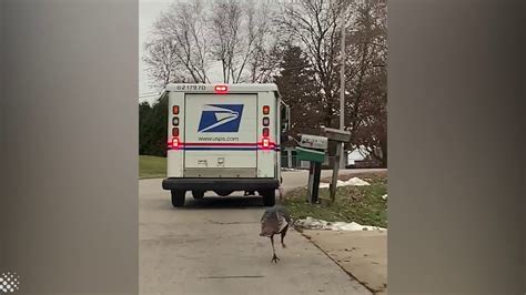 Hilarious Angry Turkey Chases Down Wisconsin Mail Man Youtube