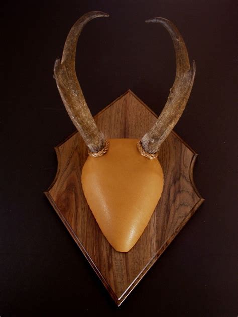 If so do you have a pic. Antler Mount Kit- Outfitter Antelope | Antler mount, Antlers, Antelope