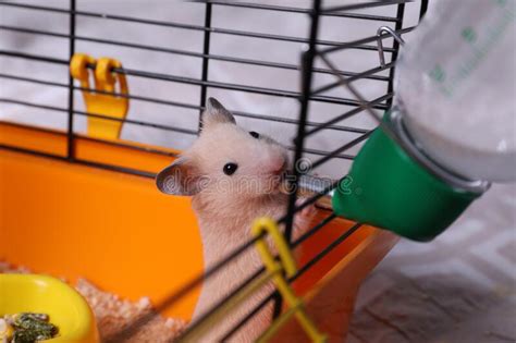Cute Little Fluffy Hamster Drinking In Cage Stock Photo Image Of Home