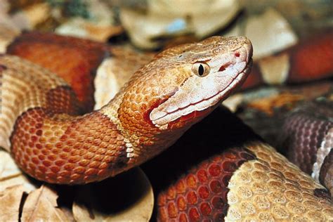 How To Keep Copperheads Away From Your Home Hunker