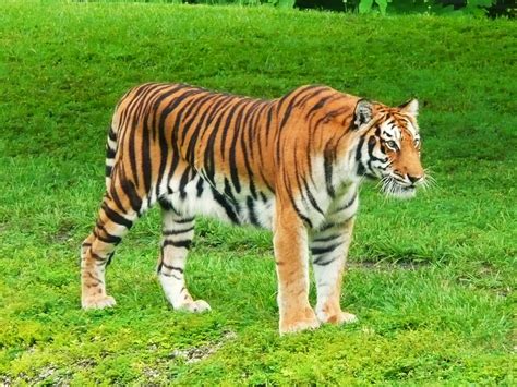 Types Of Tigers In The World Facts And Pictures ~ Explore Amazing World