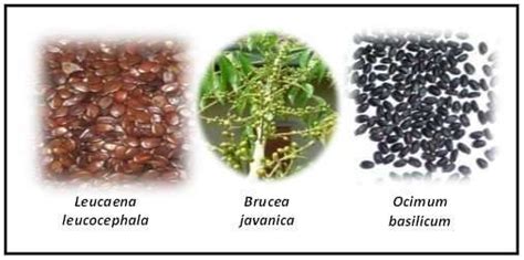 Did you scroll all this way to get facts about fruit bearing tree? Exploring the vast potential of non-edible seed oils