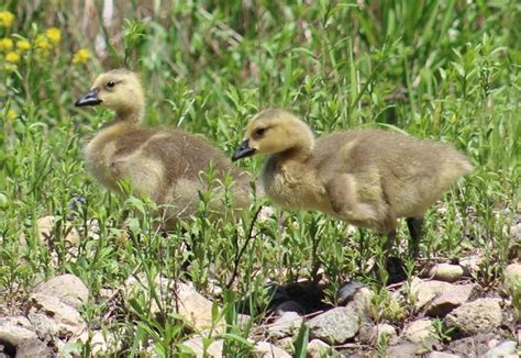 Join The Ducklings Goslings Or Cygnets Photo Challenge