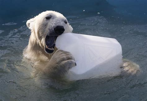A Death Sentence For Polar Bears Trump Administration Seeks Changes