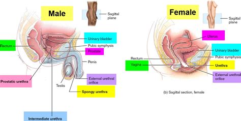 Oct 08, 2020 · female catheterization: Urethra - Causes of Urethra Pain, Itchy, Burning Urethra ...