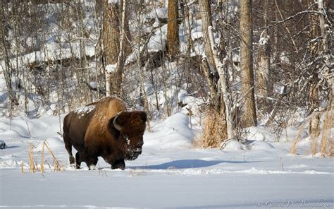 Bison Buffalo Landscapes Winter Snow Animals