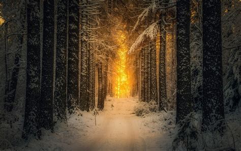 Landscape Nature Snow Forest Sunrise Sunlight Winter Path Trees Finland