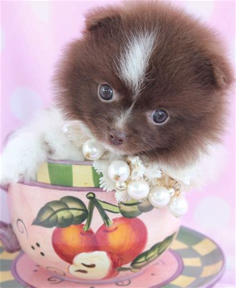 Tiny Teacup Pomeranian Puppies Teacup Puppies And Boutique Pomeranian