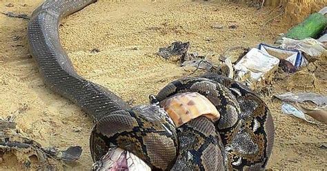 King Cobra Bites Python Python Stangles King Cobra Python Dies Of