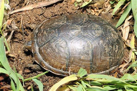 Southeastern Mud Turtle Kinosternon Subrubrum Subrubrum