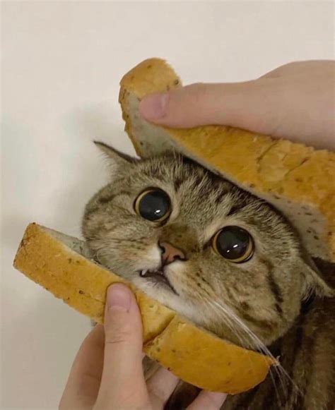 Cat Sandwich Rcateatingvegans