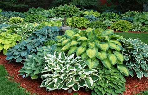 Growing Hostas The Simplest Way Hosta Plant Care