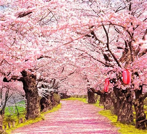 Peach Blossom Trees Pink Flowers Road Photography Backdrop 5x7 For Real