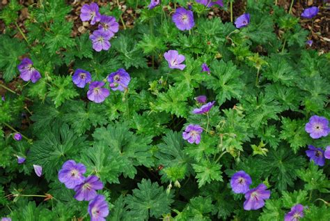 Geranium Rozanne Emerald Plants