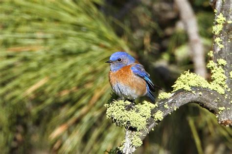 Reader photo: Bluebird surrounded by the blooming of spring | The Spokesman-Review