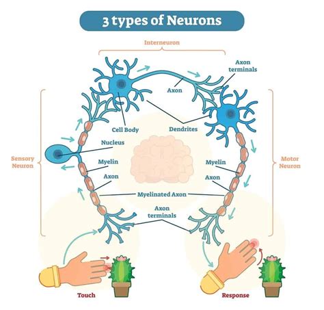 3 Types Of Neurons Plus Facts About The Nervous System Nayturr