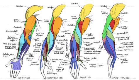 Arm muscle diagram front : TuesdayArtGroup: Nice, Neat. Color Coded Arm Anatomy