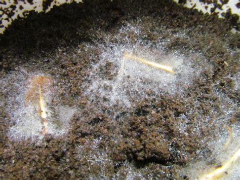 They tell you to beg borrow or buy one, or to ask your friendly. Grow your Own Mushrooms from Store Bought | Self ...