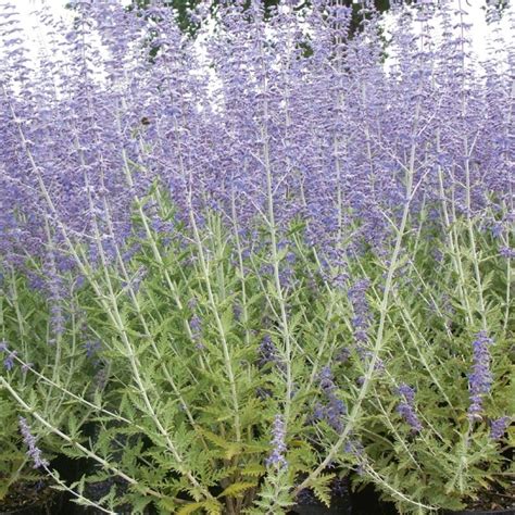 Other common names perovskia 'blue spire'. Perovskia Blue Spire, arbustes Meilland Richardier