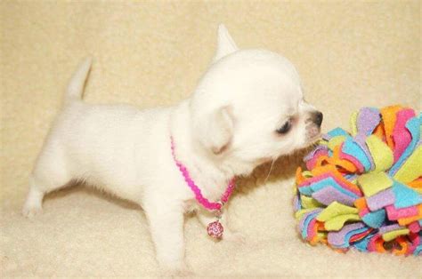 Chihuahua Puppies For Salekc Registered Prodaja Pasa Svih Rasa Psi