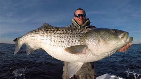 Striper Fishing With A 2 Time State Record Setting Catfisherman 100lb