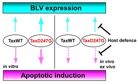 Frontiers Mechanisms Of Pathogenesis Induced By Bovine Leukemia Virus