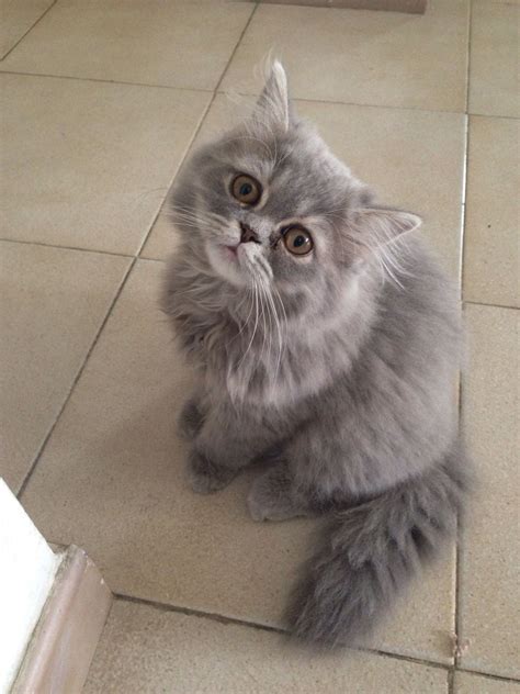 Grey Persian Persian Cat Cats Persian
