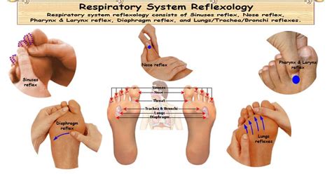 Reflexology Respiratory System 5 Vital Reflexes For Respiratory System