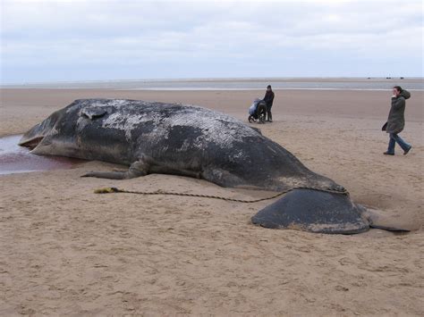 Beached Whale Found With 220 Pounds Of Trash In Stomach Earth Day