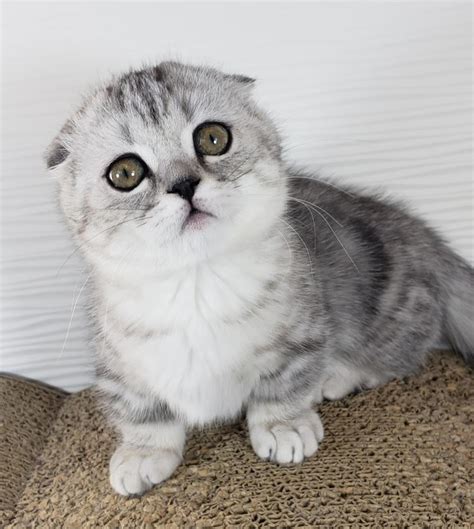 19 Scottish Fold Kittens For Sale California Furry Kittens