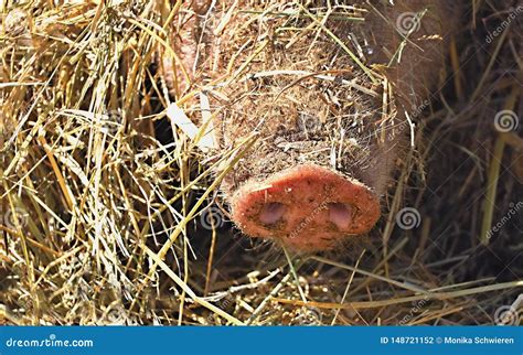 The Snout Of A Large Domestic Pig Looks Out Of The Haystack With Its