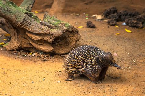 Echidna Facts Animal Facts Encyclopedia