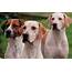 7 Dog Breeds Similar To Beagle  Care
