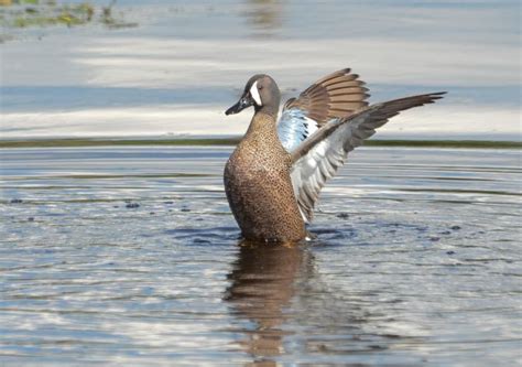 Wing Flap Blue Winged Teal Great Backyard Bird Count Teal Duck