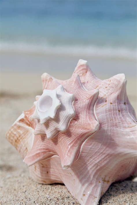 Pin By Jodi On Swimsuit Summer Sea Shells Ocean Treasures Shells