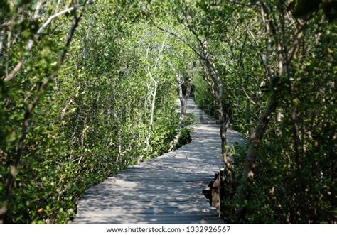 Wooden Pathways Mangrove Forest Phetchaburi Thailand Stock Photo