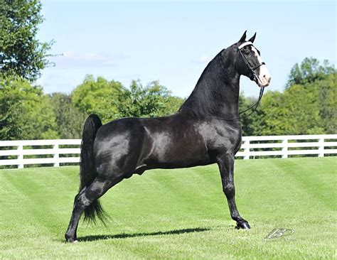 Alabama walking horse ladies auxiliary show 2021. Tennessee Walking Horse Stallion World Grand Champion ...
