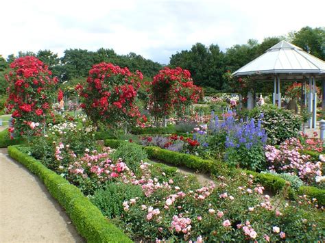 ¿cómo Tener Un Jardín De Rosas Plantas