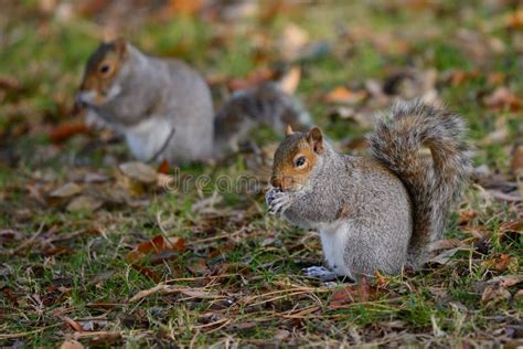 Squirrels With Nuts Stock Photo Image Of Wildlife Eating 91284436