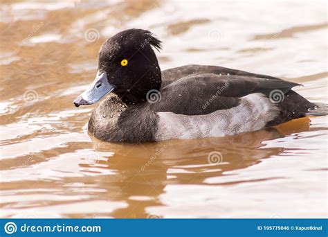 Cute Mallard Male Crested Duck Swims In A Small Reservoir Stock Photo