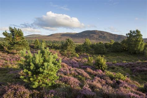 Rf Flowering Heather Moor And Scattered Pine And Birch Photos Prints