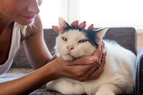 How To Give A Cat A Massage Step By Step Guide