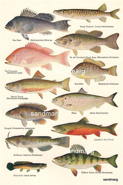 North American Freshwater Fish Species