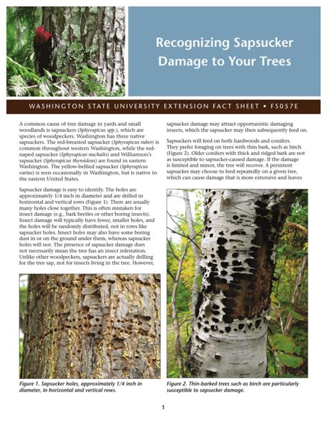 Recognizing Sapsucker Damage To Your Trees