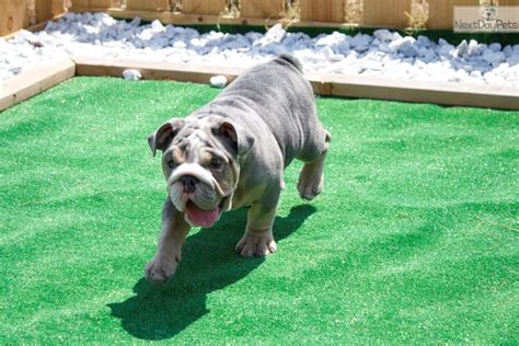 English bulldog puppies for sale.bulldogs for adoption, bull terriers, french bulldogs, lilac tri bulldogs. Blue Merle : English Bulldog puppy for sale near West Palm ...