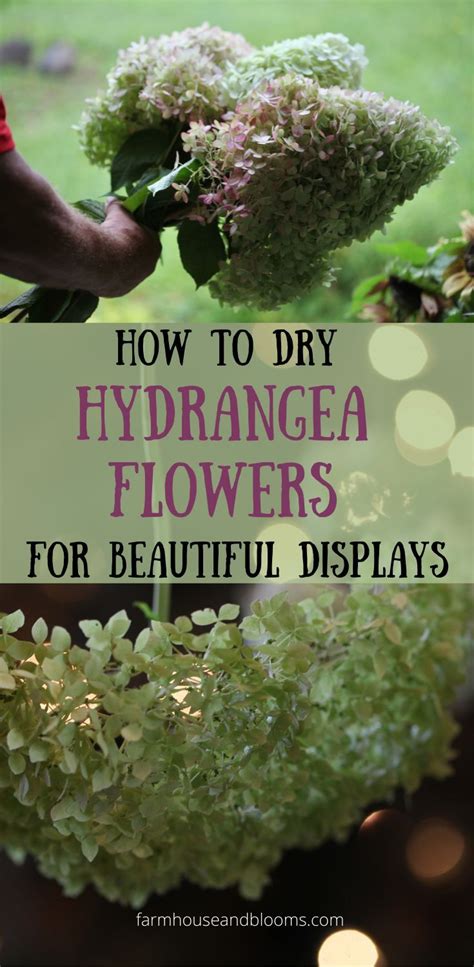 How To Dry Hydrangea Flowers For Beautiful Displays Dried Hydrangeas