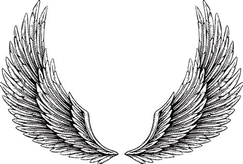 Wings Drawing Bird Wings Angel Wings Png Photocollage Tatoo Art Sexiz Pix