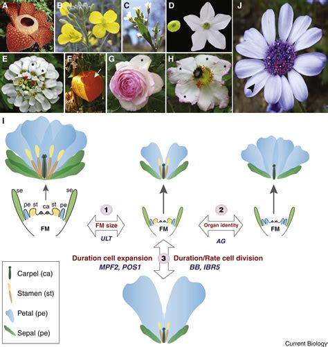 The Evolution Of Diverse Floral Morphologies Current Biology