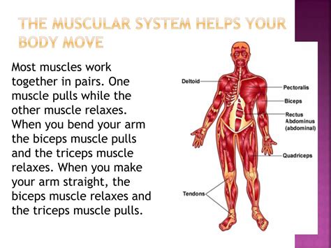 Different types of muscles have different jobs. PPT - The Muscular System Helps Your Body Move PowerPoint ...