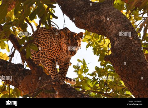 Leopard In Sausage Tree In Zambia Stock Photo Alamy
